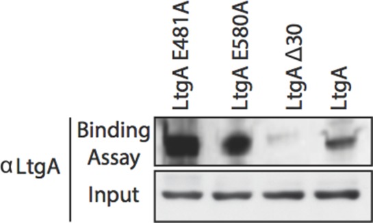 Figure 1—figure supplement 2.