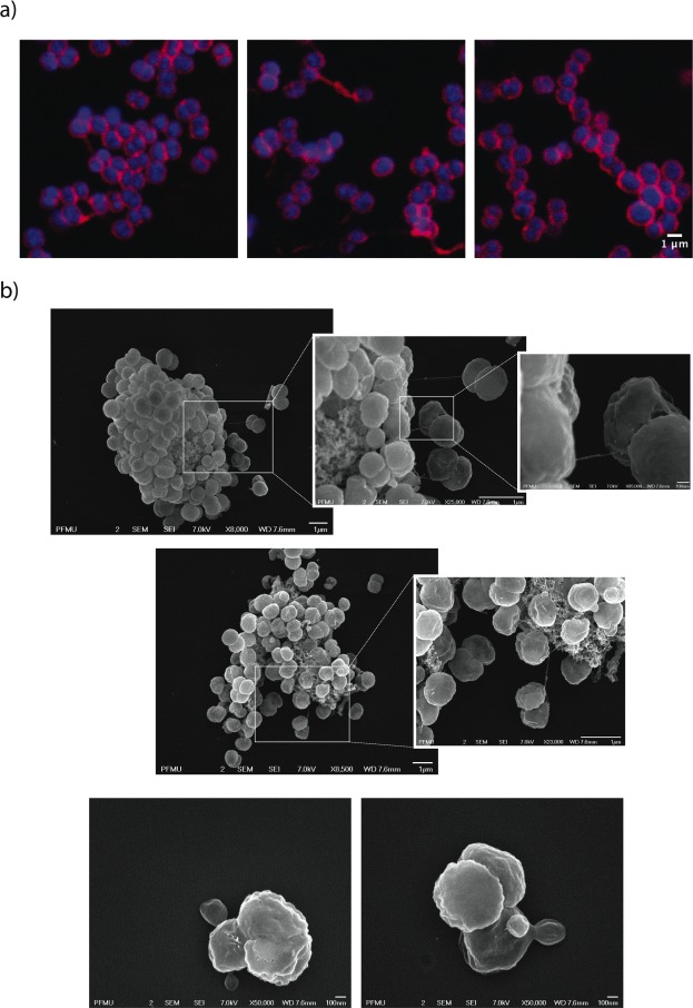 Figure 3—figure supplement 1.