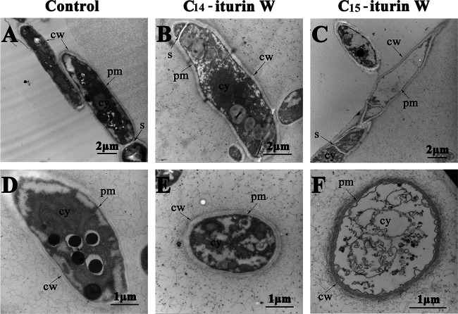 FIG 6