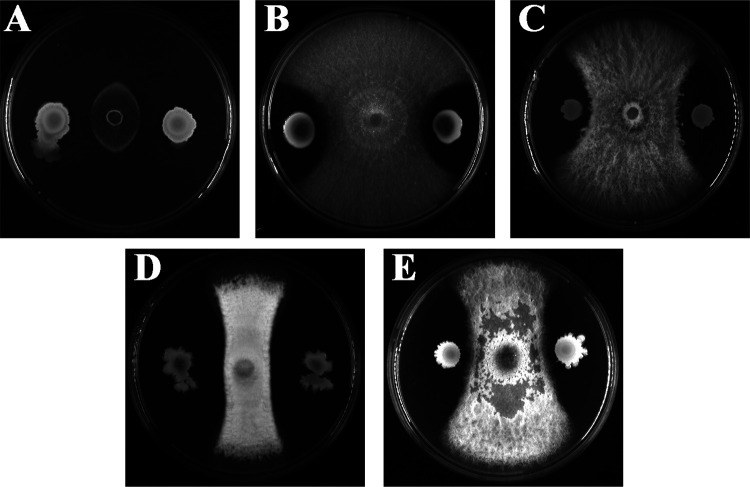 FIG 1