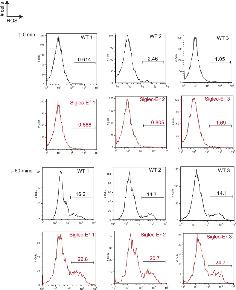 Figure 3—figure supplement 1.