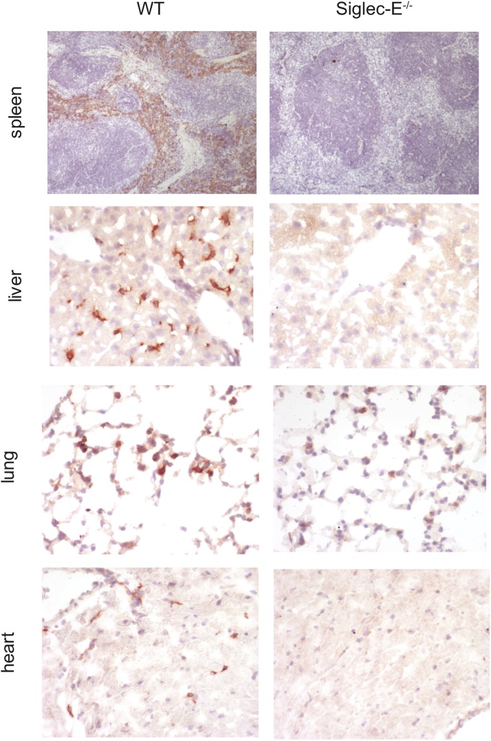 Figure 2—figure supplement 1.