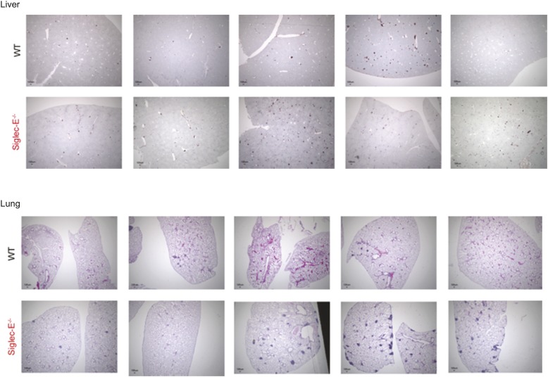 Figure 2—figure supplement 5.