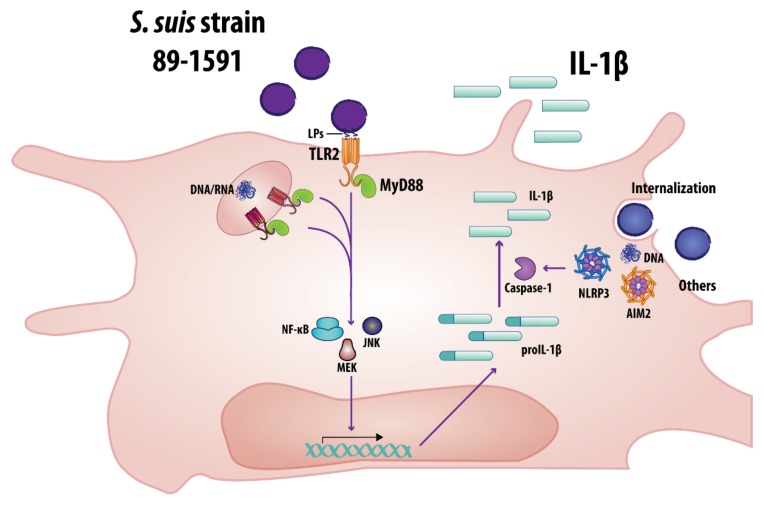 Figure 11