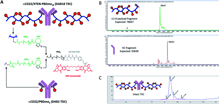 A homogeneous high-DAR antibody–drug conjugate platform combining ...