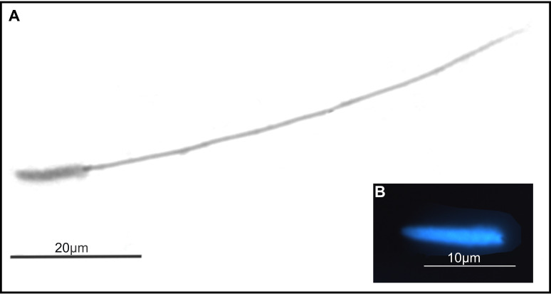 Fig. 14.