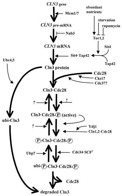 FIG. 2