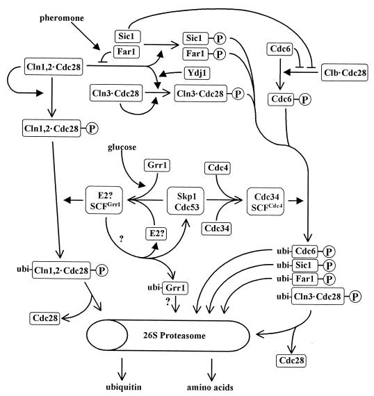 FIG. 7