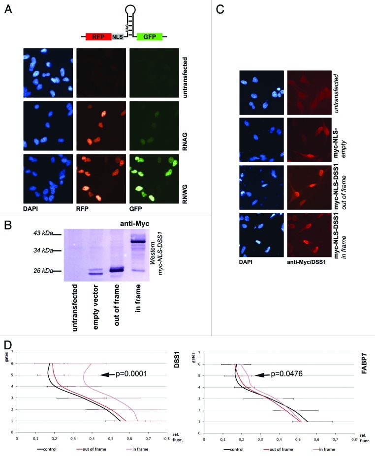 graphic file with name rna-10-192-g3.jpg