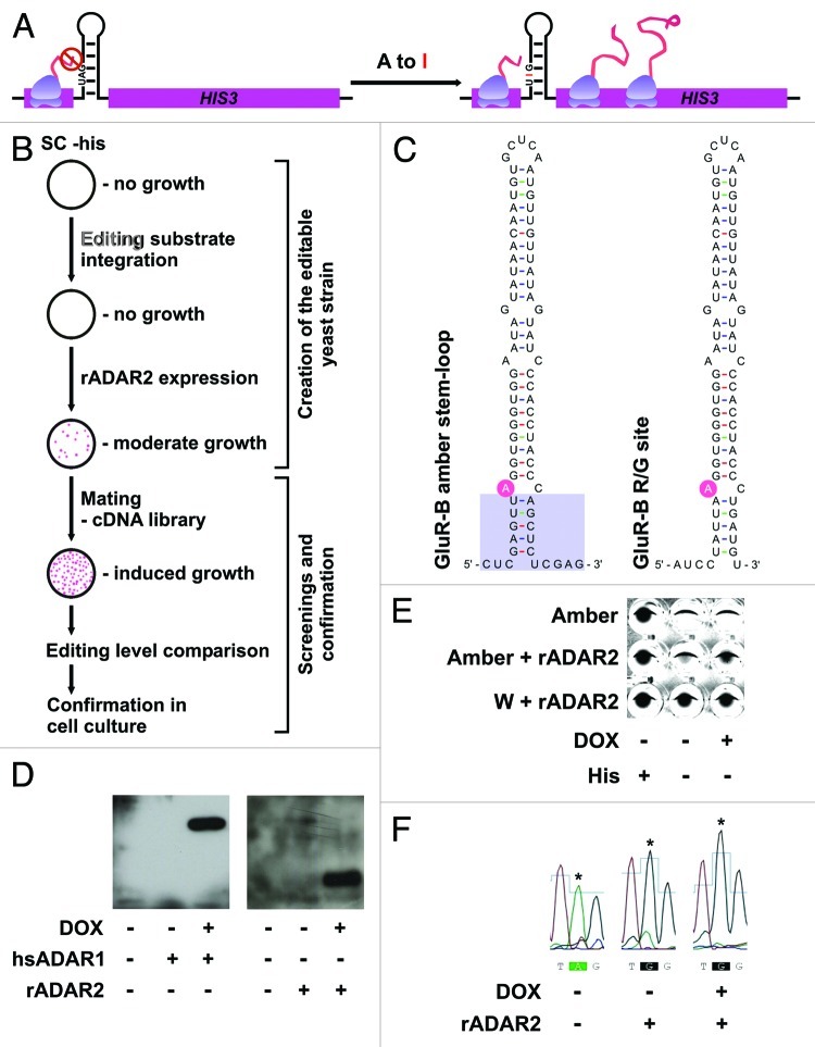 graphic file with name rna-10-192-g1.jpg