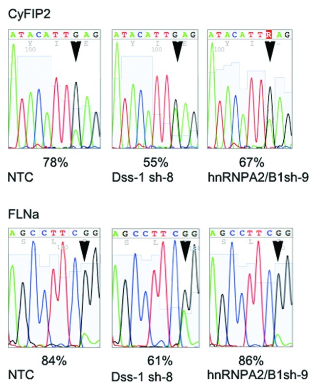 graphic file with name rna-10-192-g5.jpg