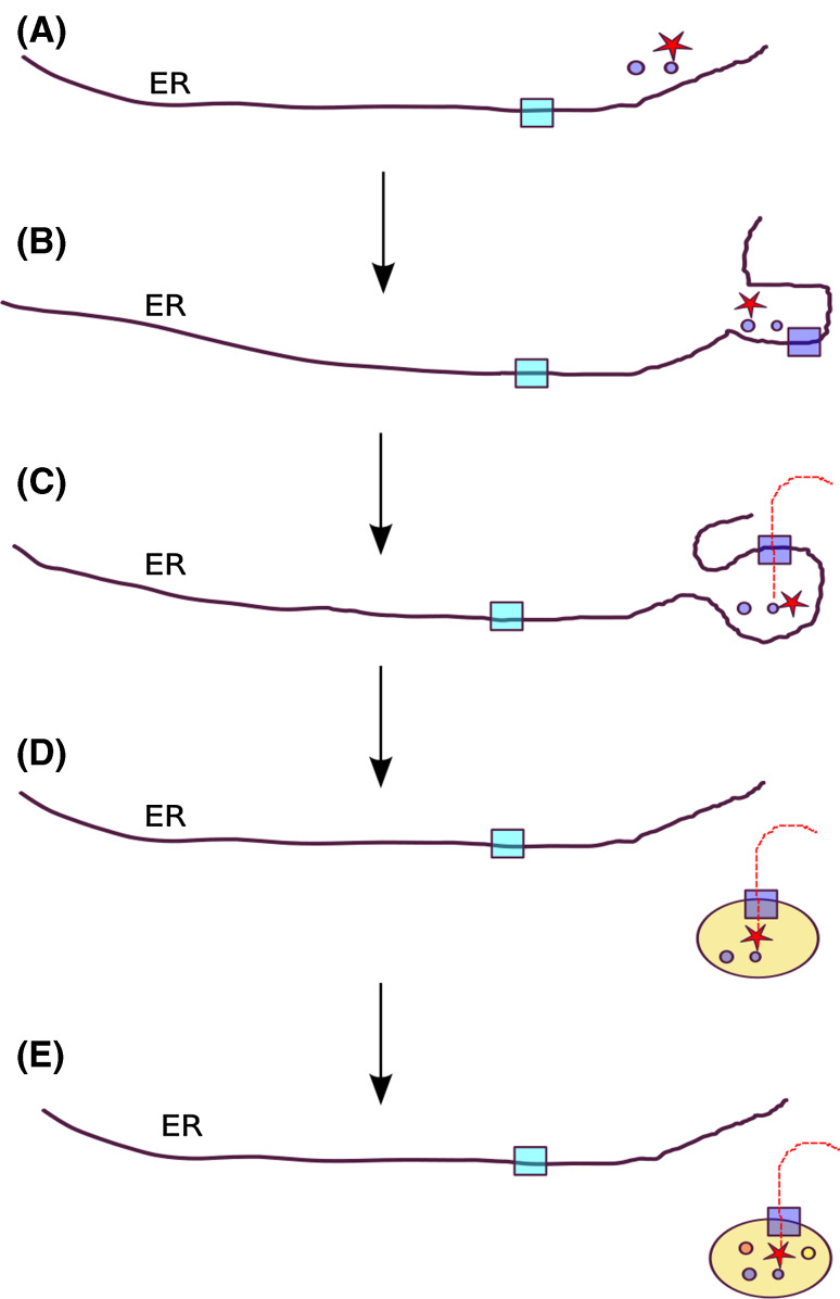 Fig. 1