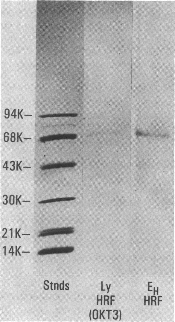 graphic file with name pnas00253-0230-a.jpg