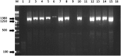 Fig. 1