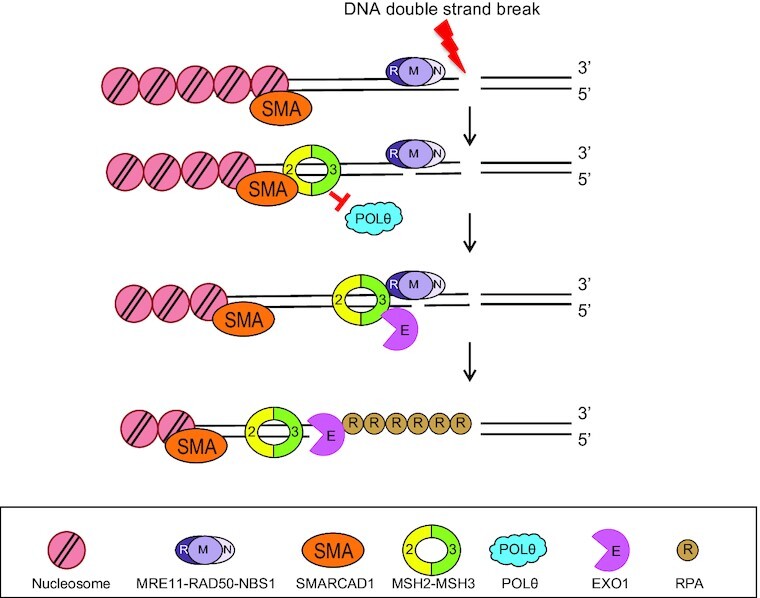 Graphical Abstract