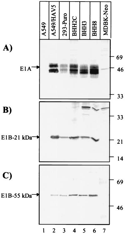 FIG. 5.