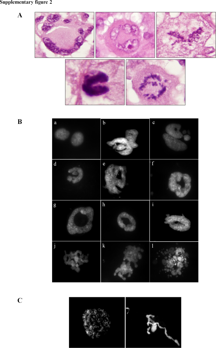 Supplementary Fig. II