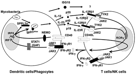 graphic file with name nihms-990757-f0001.jpg