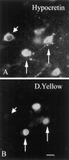 Fig. 11.