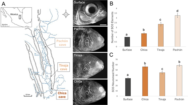 graphic file with name nihms-1553367-f0001.jpg