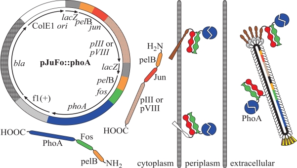 Fig. (1)