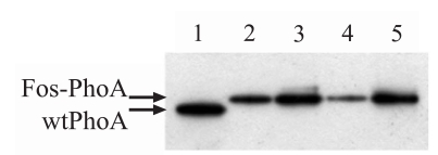 Fig. (5)