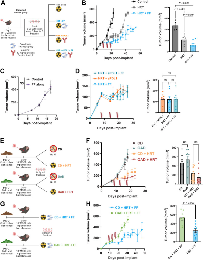 Figure 2. FF enhances antitumor efficacy of HRT, whereas OAD results in effect reversal. A, Schematic for experimental design with the following MOC2 groups (n = 8 per group): no treatment control (black), HRT alone (gray), HRT with FF (blue), HRT with aPDL1 (orange), HRT with FF and aPDL1 (teal). FF was started on day 5 after the first HRT fraction. HRT delivered as 24 Gy in 3 fractions (shown as red waves). All mice were on the CD. B, Tumor volume curve with day 26 mean volume. HRT fractions are denoted with a red wave. P values generated with an ordinary one-way ANOVA with multiple comparisons correction. HRT fractions are denoted with a red wave symbol. C, Tumor volume curve comparing control to daily FF (started on day 12, 100 mg/kg/day) alone. There was no difference between groups on day 17 (P = 0.721). D, Tumor growth curve and day 26 mean tumor volume showing HRT with FF vs. HRT with aPDL1 vs. HRT with both. There were no significant differences between groups (all P > 0.05 one-way ANOVA; P = 0.9961). FF was started on day 5 after the first HRT fraction. HRT delivered as 24 Gy in 3 fractions (shown as red waves). E, Schematic for experiment comparing CD vs. OAD with or without HRT (n = 10 mice in each group). F, Mean tumor volume curve with SEM for mice with buccal tumors irradiated to 24 Gy in 3 fractions who were fed the CD versus the OAD. Mann–Whitney test of mean tumor volume at day 18 was nonsignificant (P = 0.255). Mean tumor volume with SEM curve for mice fed the CD versus the OAD. Mann–Whitney test of mean tumor volume at day 18 was nonsignificant (P = 0.573). G, Schematic for experimental design with the following MOC2 groups (n = 10 mice in each group): OAD with HRT and FF (green) and control diet with HRT and FF (blue). H, Tumor volume curve for the OAD experiment with day 31 average tumor volumes and average weight over time. FF was started on day 5 after the first HRT fraction. HRT delivered as 24 Gy in 3 fractions (shown as red waves). Mean tumor volume at day 31 in the OAD (green) vs. the CD group (blue). P value generated from the Mann–Whitney test. (A, E, G, Created with BioRender.com.)