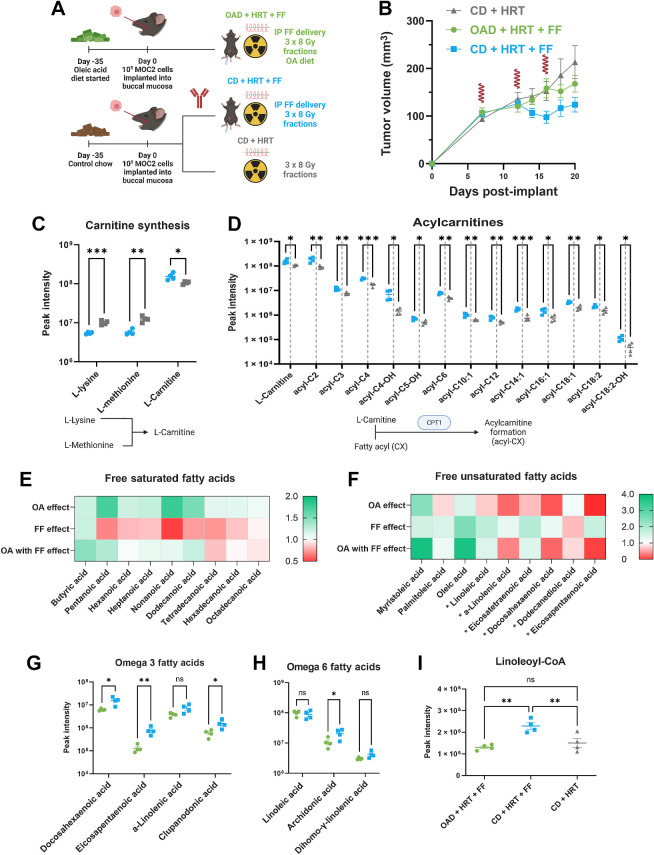 Figure 3. FF upregulated acyl-carnitine formation and fatty acid catabolism whereas the OAD results in significantly lower serum omega 3 and 6 fatty acids. A, Schematic for in vivo experiment for mechanistic evaluation (n = 10 mice per group). The mice were euthanized on day 20 for metabolomics, proteomics, and flow cytometry. The following graphics show groups: CD + HRT (gray), CD + HRT + FF (blue), OAD + HRT + FF (green). B, MOC2 tumor volume curve with 24 Gy HRT in 3 fractions given on days 7, 12, and 16. FF (100 mg/kg/day) was started on day 12. HRT fractions are shown as red waves. C and D, L-Carnitine is increased in FF compared with mice not on FF (C); acyl-carnitines are generally upregulated in FF-treated mice (D). Below each graph shows a schematic outlining the metabolic pathway involved. P values generated using multiple unpaired t tests (*, P <0.05; **, < 0.01; ***, <0.001). E and F, Fold change heat map of saturated and unsaturated FAs comparing mice on the OAD with HRT/FF vs. control diet with HRT/FF (OA effect); mice on the control diet treated with HRT/FF vs. HRT alone (FF effect); and mice on the OAD treated with HRT/FF vs. mice on the control diet treated with HRT alone (OA with FF effect). The FAs denoted with an asterisk (*) are PUFAs. G–I, Omega 3 FAs (G) and omega 6 FAs (H) are decreased in the OAD + HRT + FF group (green) in comparison with the CD + HRT + FF group (blue); linoleoyl-CoA (I) was higher in the HRT + FF group (blue) in comparison with the OA + HRT + FF group (green) and the CD + HRT group (gray). P values generated using multiple unpaired t tests or ordinary one-way ANOVA for 3 groups without multiple comparison correction (*, P < 0.05; **, P < 0.01). PUFA, polyunsaturated fatty acid. (A, Created with BioRender.com.)