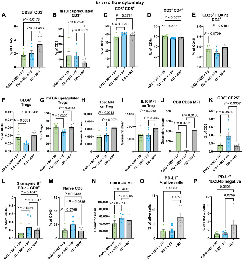 Figure 5. In vivo flow-cytometric characterization of the immunologic effects of FF and OA. A and B, Flow cytometry results from the excised tumors from the in vivo experiment comparing OAD + HRT + FF (green) with CD + HRT + FF (blue) and CD + HRT (gray), including CD36+ CD3+ T cells (A) and mTOR upregulated CD3+ T cells (B). C–I, Flow cytometry results from the draining lymph node from the in vivo experiment comparing OAD + HRT + FF (green) with CD + HRT + FF (blue) and CD + HRT (gray). Included gating: CD8+ T cells (C), CD4+ T cells (D), CD25+ FOXP3+ regulatory T cells (E), CD36+ regulatory T cells (F), and mTOR upregulated (p4EBP1 and pS6 ribosomal protein) regulatory T cells (G). Geometric MFI is shown for Tbet and IL10 expression on regulatory T cells (H–I). J–L, Flow cytometry results from the draining lymph node from the in vivo experiment comparing OAD + HRT + FF (green) with CD + HRT + FF (blue) and CD + HRT (gray). Included MFI of CD36 on CD8s (J), CD25+ CD8+ T cells (K), and granzyme B+ PD-1– CD8+ T cells (L). M–P, Flow cytometry results from the excised tumors from the in vivo experiment comparing OAD + HRT + FF (green) with CD + HRT + FF (blue) and CD + HRT (gray), including naïve CD44− CD62 L high CD8 T cells (J), MFI of Ki-67 on CD8 T cells (K), PD-L1+ alive cells (O), and PD-L1+ CD45-negative cells (P).