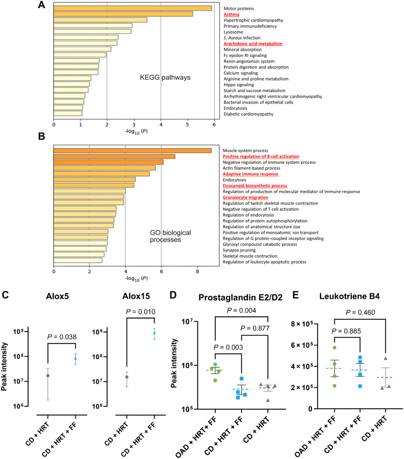 Figure 4. Proteomic analyses reveal that in addition to HRT upregulation of antigen presentation, FF alters arachidonic acid metabolism. A and B, Bulk proteomic pathway analyses showing KEGG pathways (A) or GO processes (B) that were upregulated in FF + HRT compared with HRT alone. DGE terms with P < 0.15 and pathway analyses with P ≤ 0.1. C, Spectral intensity of Alox5 and Alox15 proteins. Mann–Whitney test was used to compare means. D and E, Oxylipin analysis with expression of prostaglandin E2/D2 (D) and leukotriene B4 (E) within the OAD + HRT + FF (green), CD + HRT + FF (blue), and CD + HRT (gray) groups.