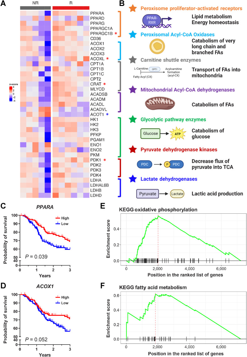 Figure 1. FA metabolism is altered in HPV-unrelated HNC and upregulated FA catabolism correlates with response to neoadjuvant SBRT with checkpoint blockade. A, Z-score of genetic expression of selected genes derived from RNA-seq from human samples from Darragh and colleagues (20). Significantly upregulated in responders by those shown with the red asterisk, whereas significantly downregulated shown with the blue asterisk (Mann–Whitley test, P < 0.05). B, Selected genes coded by color: PPARs (orange), peroxisomal acyl-CoA oxidases (light blue), carnitine shuttle enzymes (gray), mitochondrial acyl-CoA dehydrogenases (purple), glycolytic enzymes (green), pyruvate dehydrogenase kinases (red), and lactate dehydrogenases (dark blue). C and D, Overall survival of patients from TCGA H&N cohort split into high or low genetic expression PPARA (C; log2 normalized count cut point of 9.214) and ACOX1 (D; log2 normalized count cut point of 10.38). P values calculated with the log-rank test. E and F, GSEA of KEGG pathways showing enrichment of oxidative phosphorylation (E) and FA metabolism (F) in the MEER responder cell line in comparison with the MOC2 nonresponder cell line. (B, Created with BioRender.com.)