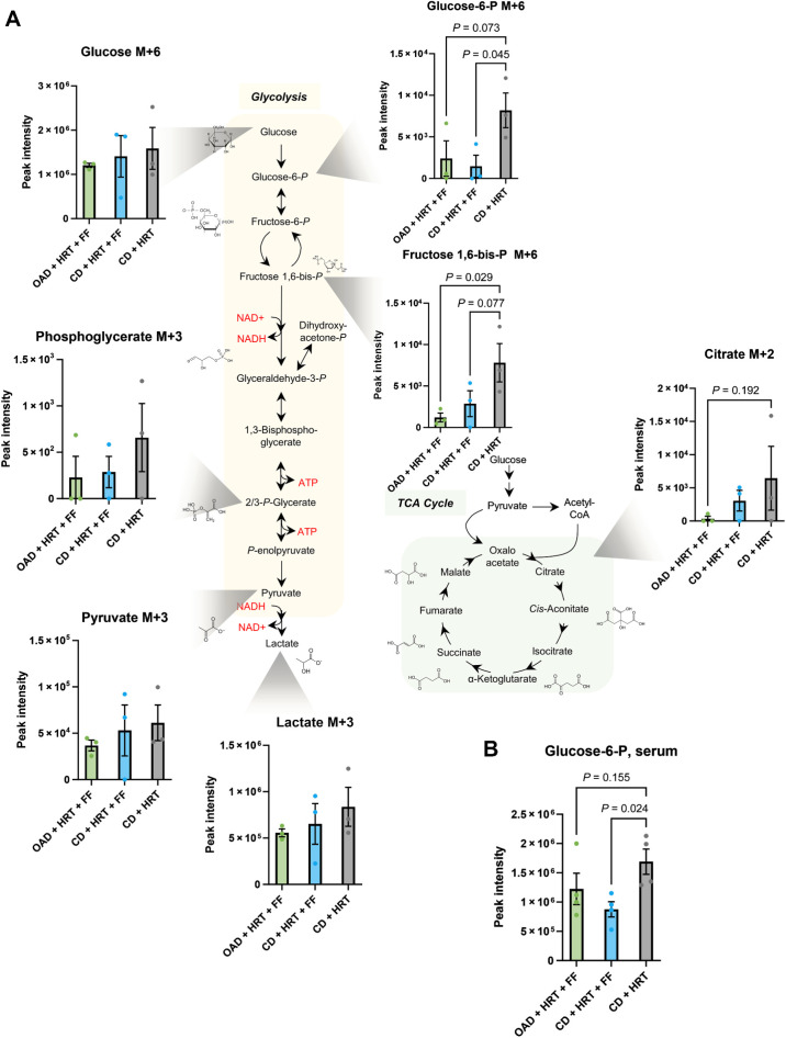 Figure 7. Ex vivo isolated CD8 T cells from mice treated with fenofibrate had decreased glycolytic activity. A, Heavy glucose labeling of ex vivo CD8 T cells from mice on the control diet with HRT alone (gray) or HRT with FF (blue), and mice on the high OAD treated with HRT and FF (green). Mice treated with fenofibrate results in decreased glycolytic flux, which was further decreased by the addition of OA. B, Correlative serum glucose 6-phosphate from HRT alone mice (gray), HRT with FF mice (blue), and mice on the OAD treated with HRT and FF (green). One-way ANOVA with multiple comparisons testing (uncorrected Fisher LSD) was used to determine P values (P values greater than 0.25 not shown).