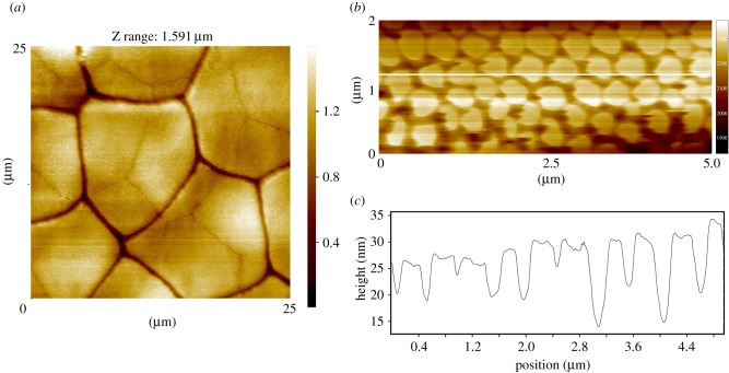 Figure 11.