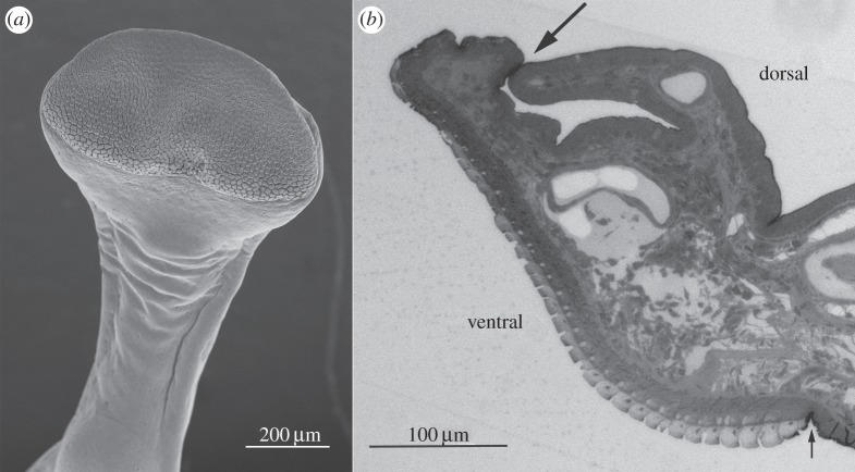 Figure 2.