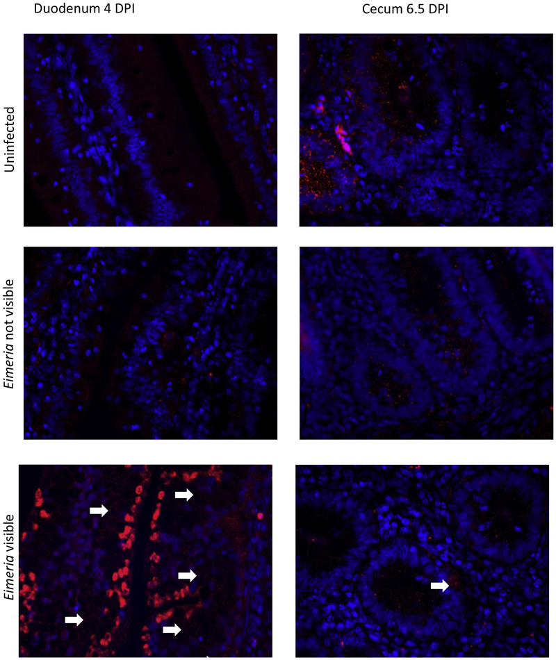 Figure 2: