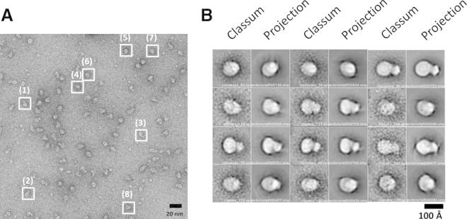 Figure 5