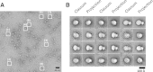 Figure 5