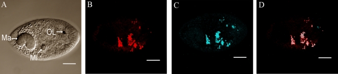 FIG. 7.