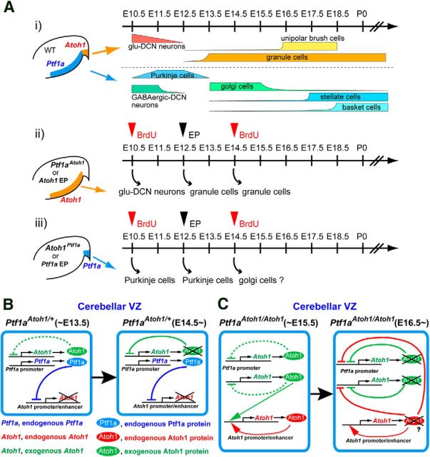 Figure 11.