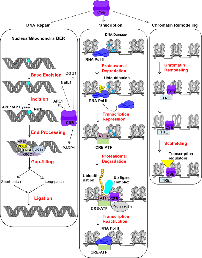 Figure 3.