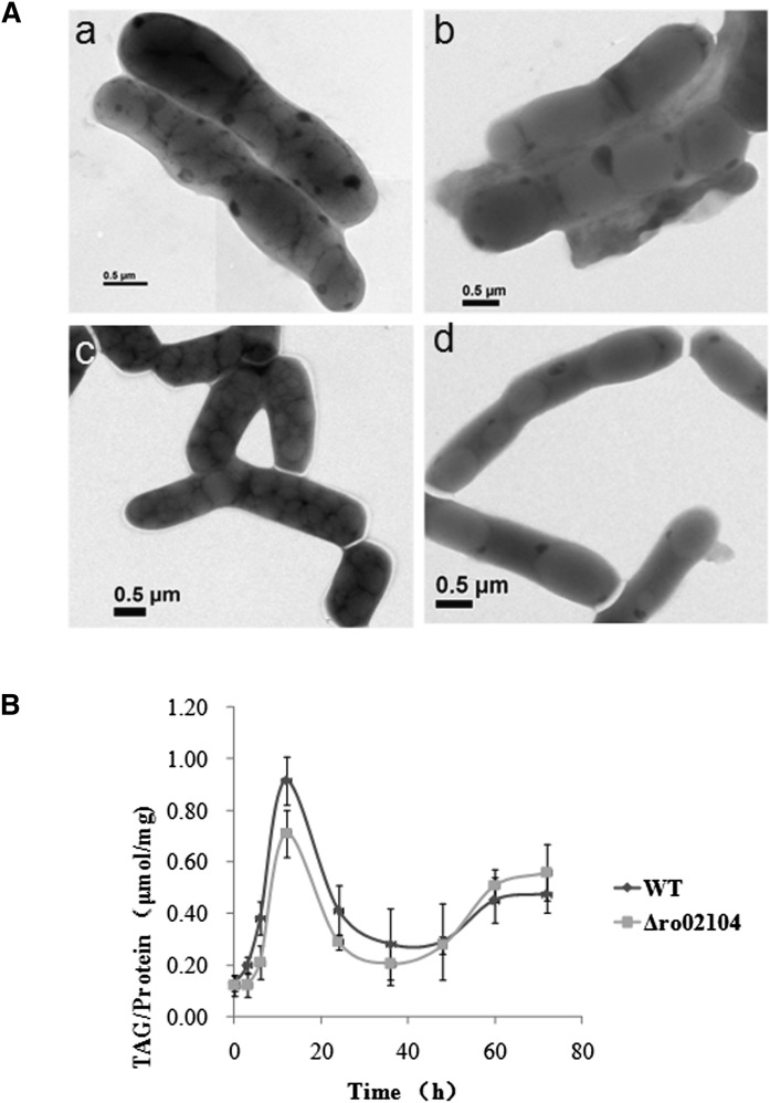 Fig. 5.