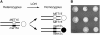 F<sc>igure</sc> 1.—