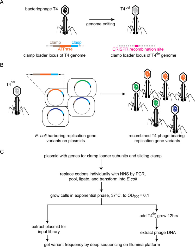 Figure 2.