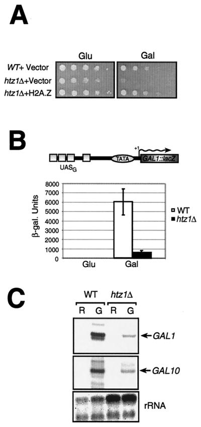 FIG. 1