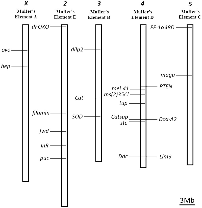 Fig. 5.—