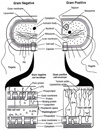 Fig. 23