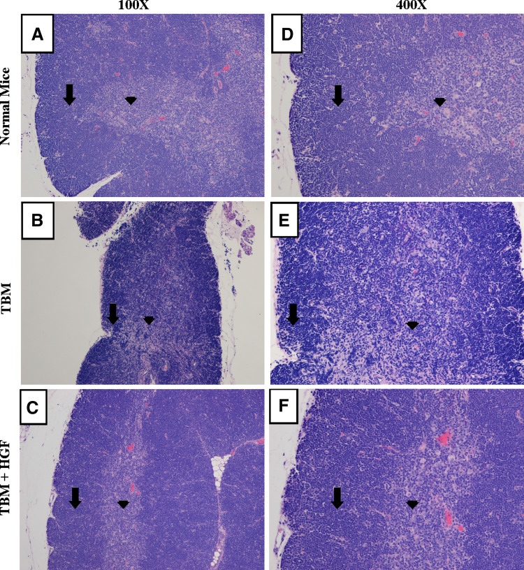 Fig. 6