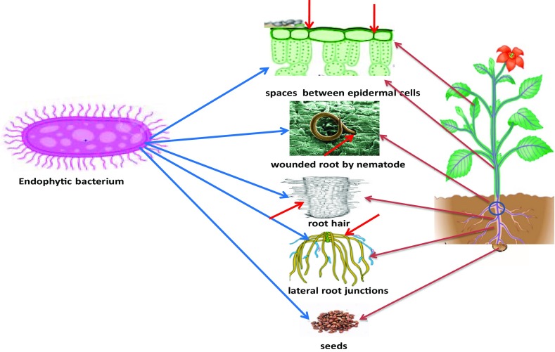 Fig. 1