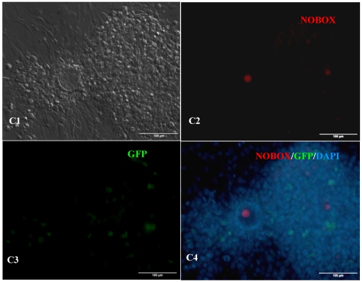 Figure 7