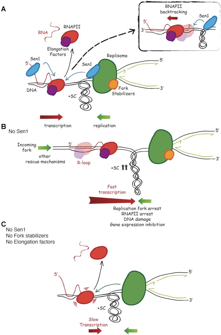 Figure 7.